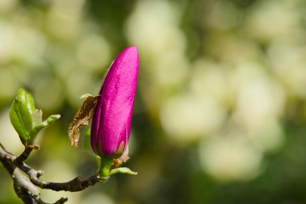 写真 茎に花という言葉が書かれたピンクの花