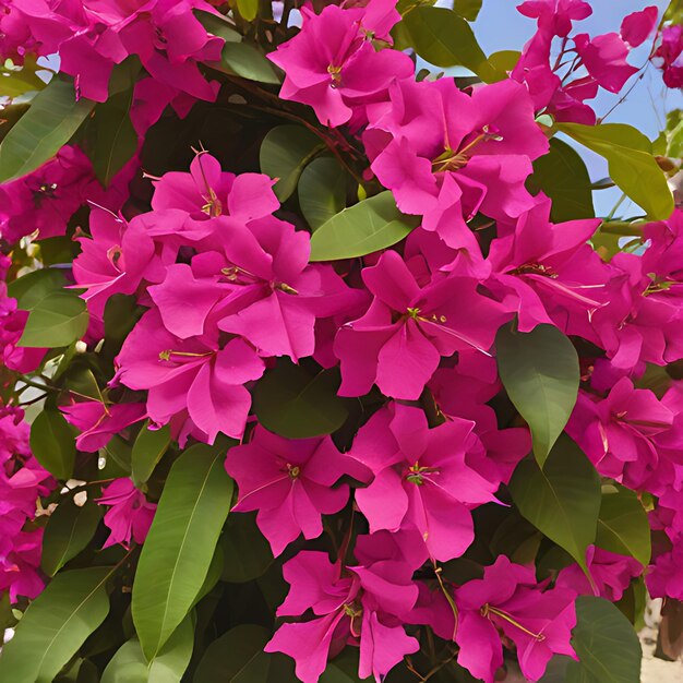 写真 ピンクの花でim aと書かれています