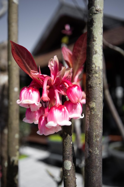 写真 真ん中に「猿」と書かれたピンクの花