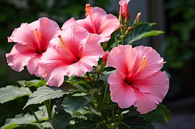 写真 ピンクのヒビスカスの花と黄色い花びら