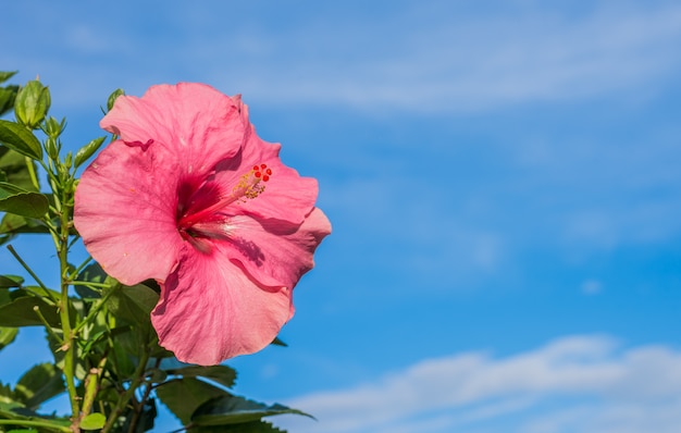 写真 青い空の背景とピンクのハイビスカスの花