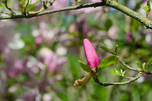 写真 ピンクのマグノリアの芽のクローズアップ