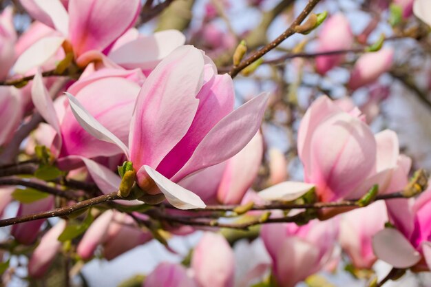 写真 ピンクのマグノリアの花のクローズアップ