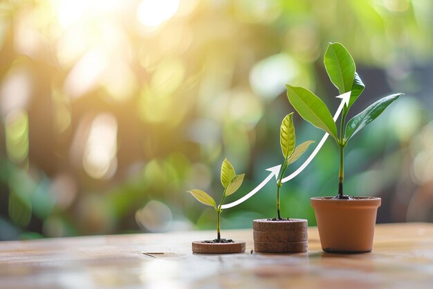 写真 鉢の中に成長する植物とその中から成長する植物