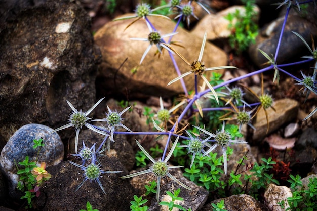 写真 とげの束と地面に他のいくつかの植物がある植物