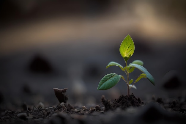 写真 土の真ん中に緑の葉を持つ植物