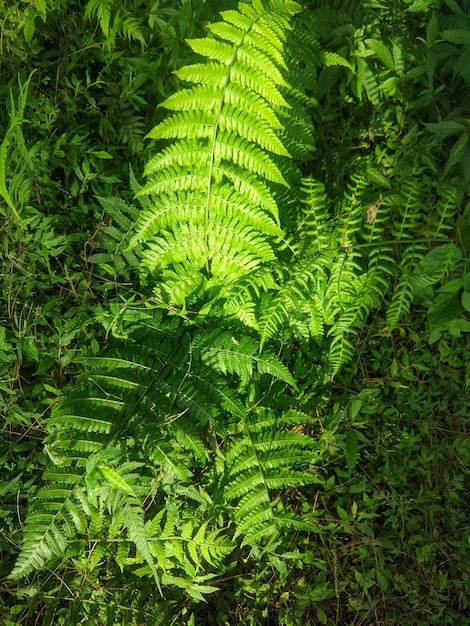 사진 위쪽에서 녹색 잎을 가진 식물.