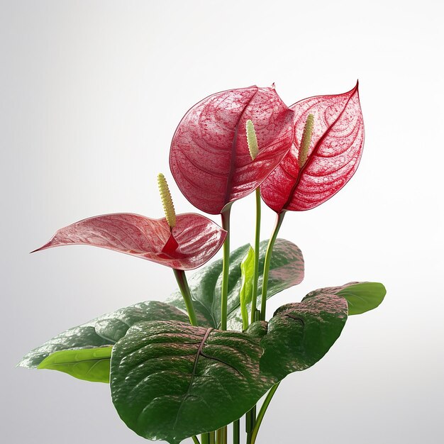 写真 赤い葉とピンクの花を持つ植物