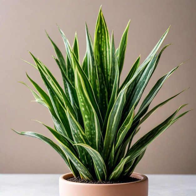 写真 テーブル上の緑の葉の植物