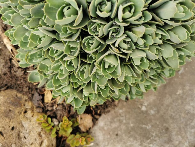 写真 緑の葉を持つ植物