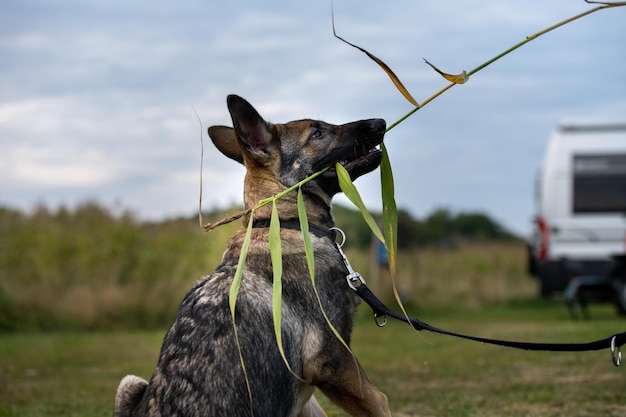 写真 遊び心のある4ヶ月のドイツ・シェパードの子犬