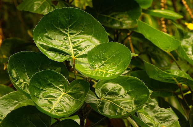 Лист сливы аралии (polyscias scutellaria), популярного садового декоративного и лекарственного растения в индонезии.