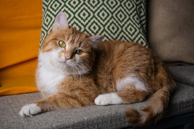 Фото Носильщик бело-рыжей длинношерстной кошки с желтыми глазами
