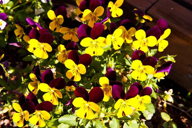 Фото Горшок с желтыми и фиолетовыми цветами с фиолетовыми слева.