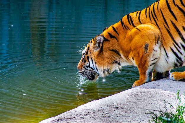 사진 육식 동물 호랑이가 연못에서 물을 마신다