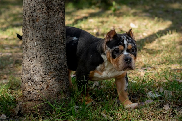 写真 アウトドアパークのアメリカン・ブリー・ブレイドの子犬