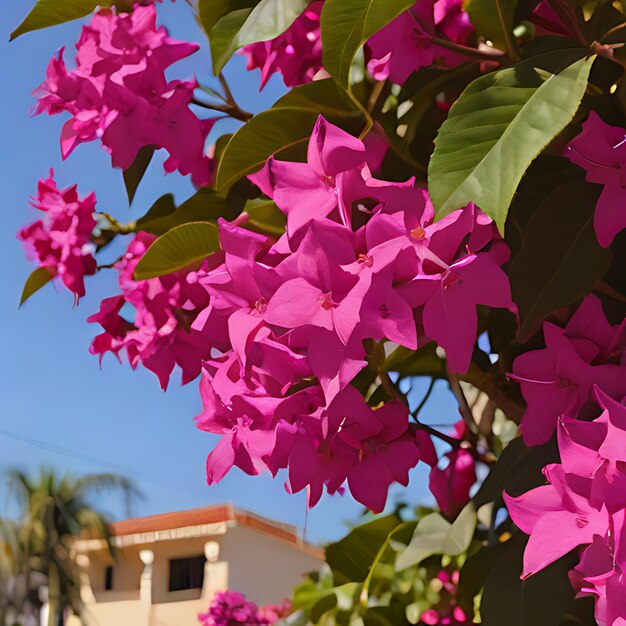 写真 紫色の花が青い空に照らされている