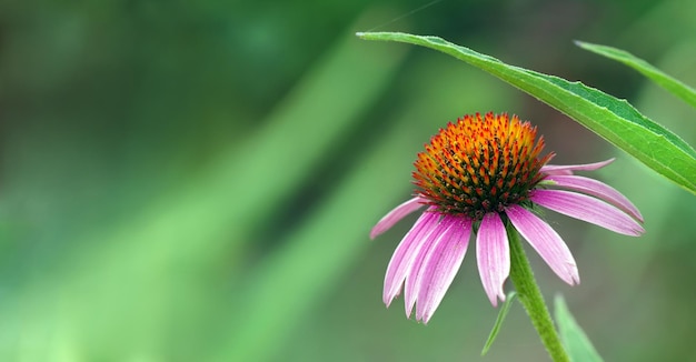 写真 緑の背景を持つ紫色の花