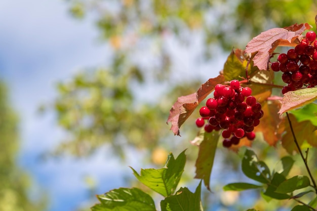 Фото Красная ягода на дереве