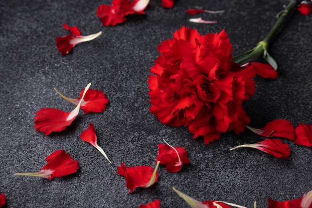 写真 灰色の織り目加工の背景に分離された赤いカーネーションの花の花びらが散らばって