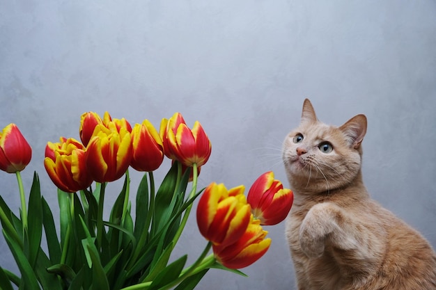 写真 赤い猫と花のチューリップの花束