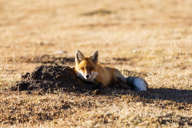 写真 穴の隣の赤いキツネ