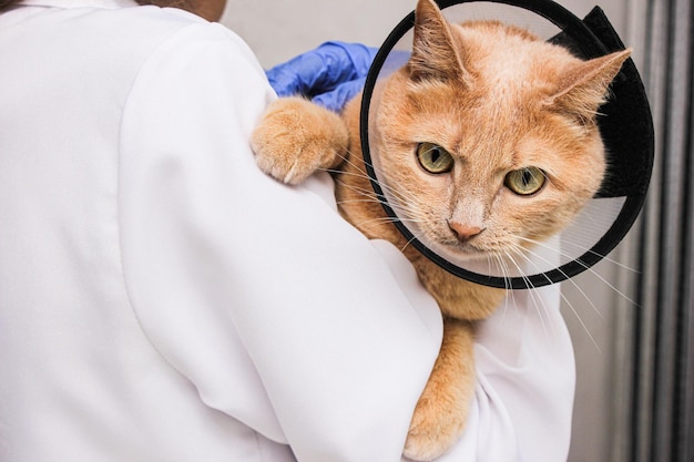 写真 保護首輪をつけた赤毛の猫が獣医の手に渡っています。ペットの治療。