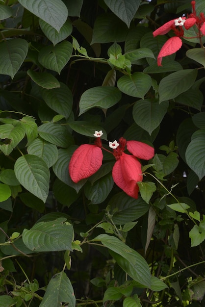 写真 緑の葉と白い花を持つ赤いポインセチア植物