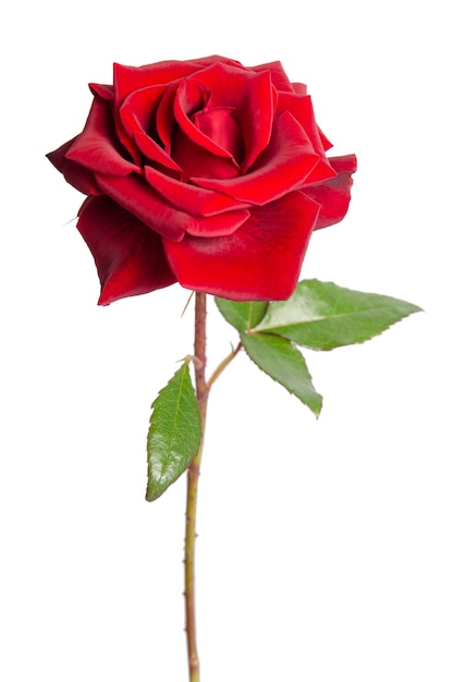 Фото Красная роза в подарок