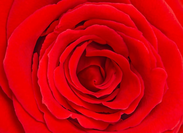Фото Бутон красной розы крупным планом, заполняющий все пространство