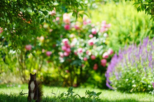 写真 赤いリスがまっすぐに座って視聴者を眺めています