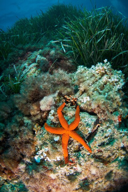 Фото Красная морская звезда на морском дне под зарослями водорослей нептуна в кабо-де-гата.