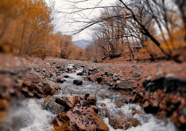 Фото Река течет в лесу.