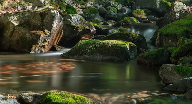 写真 苔むした岩と緑の苔むした岩の川。