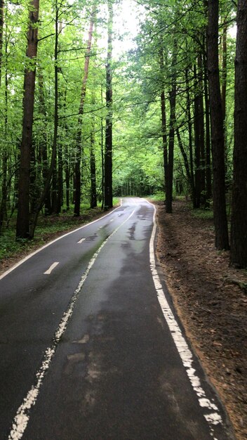 Фото Дорога в лесу с зеленым лесом на заднем плане