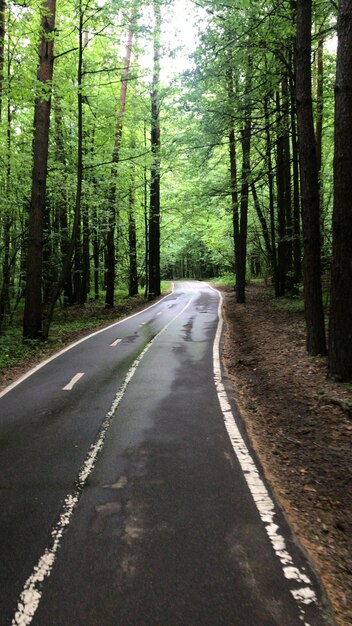 写真 緑の森を背景にした森の中の道