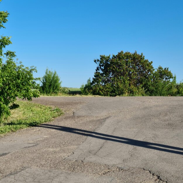 写真 木と草のある道