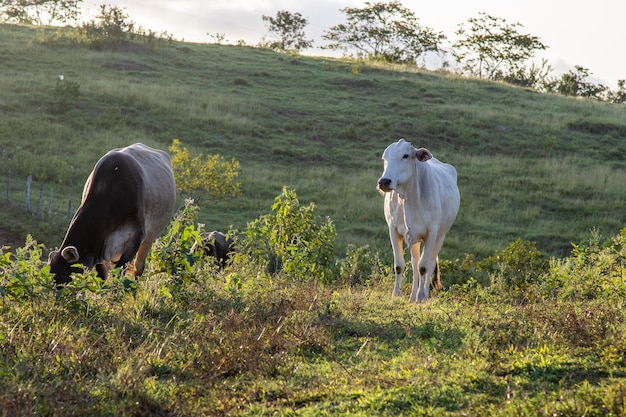 写真 ブラジル北東部の農場の乾燥した植生に放牧されている牛がいる田園地帯