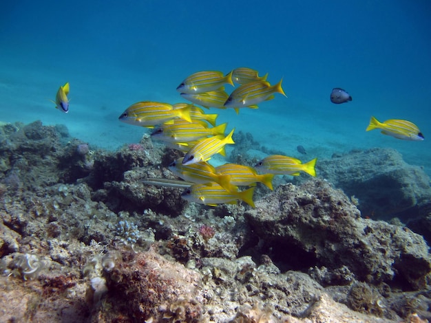 写真 サンゴ礁の下を泳ぐ魚の群れ。