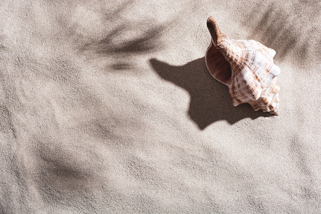 写真 明るい夏の太陽の下、海の砂の上に貝殻が横たわっています