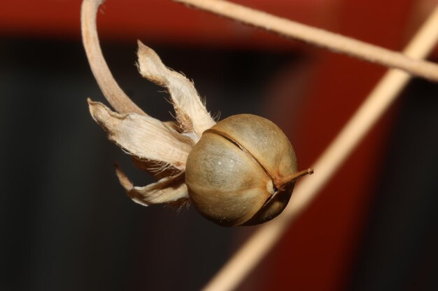 写真 植物についている種