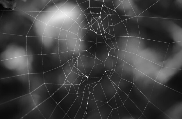 写真 蜘蛛の巣の選択的な焦点