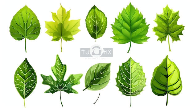 写真 10本の緑色の葉のセット形状と大きさが異なります葉はすべてリアルなスタイルでレンダリングされ透明な背景があります