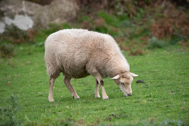 Фото Овца стоит в поле на фоне травянистого холма.