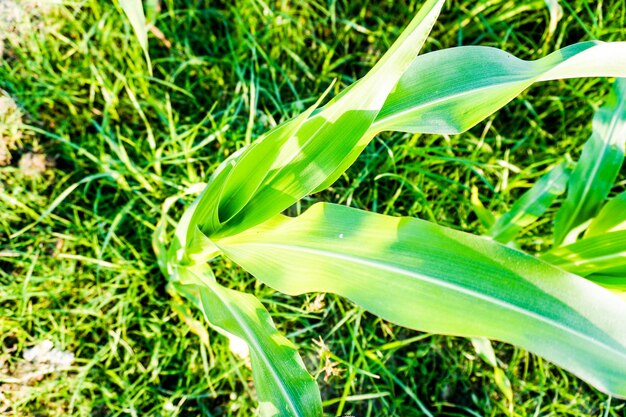 写真 畑で分離された単一のトウモロコシの植物 調理に使用される人気のある穀物作物