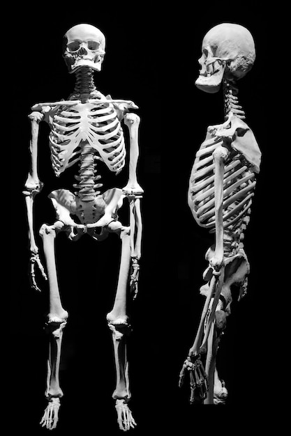 Фото Скелет стоит рядом с человеческим скелетом.
