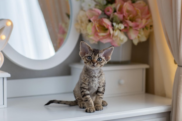 사진 데본 렉스 품종의 작은 검은 태비 새끼 고양이가 화장대에 앉아 있다