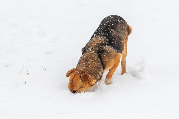 小さな茶色の犬が雪の中で何かを探しています。冬の犬