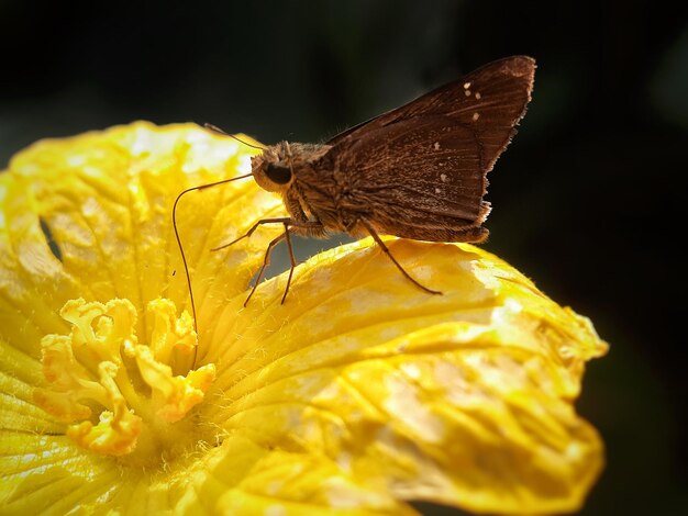 写真 黄色い花に座っている小さな蝶 ⁇