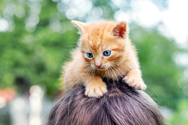 青い目をした小さなかわいい赤毛の子猫が女の子の頭の上に座っています